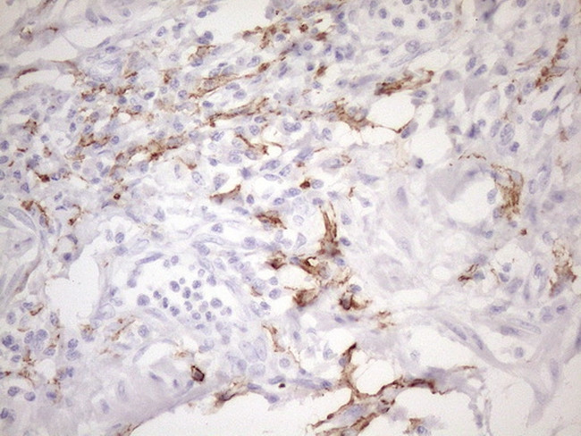 FOLR2 Antibody in Immunohistochemistry (Paraffin) (IHC (P))