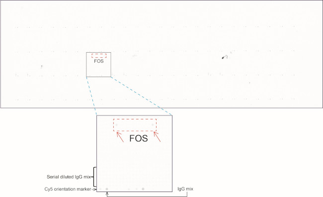 FOS Antibody in Peptide array (ARRAY)