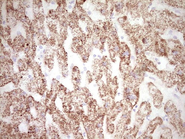 FOS Antibody in Immunohistochemistry (Paraffin) (IHC (P))