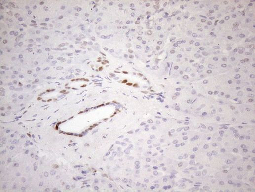 FOS Antibody in Immunohistochemistry (Paraffin) (IHC (P))