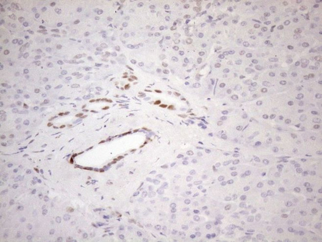 FOS Antibody in Immunohistochemistry (Paraffin) (IHC (P))