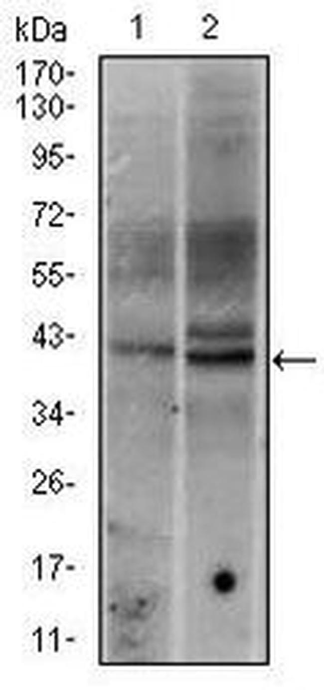 c-Fos Antibody in Western Blot (WB)