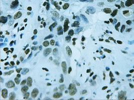 FOXA2 Antibody in Immunohistochemistry (Paraffin) (IHC (P))