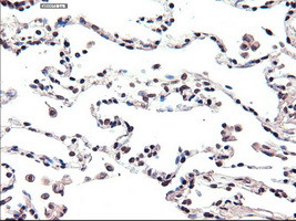 FOXA2 Antibody in Immunohistochemistry (Paraffin) (IHC (P))