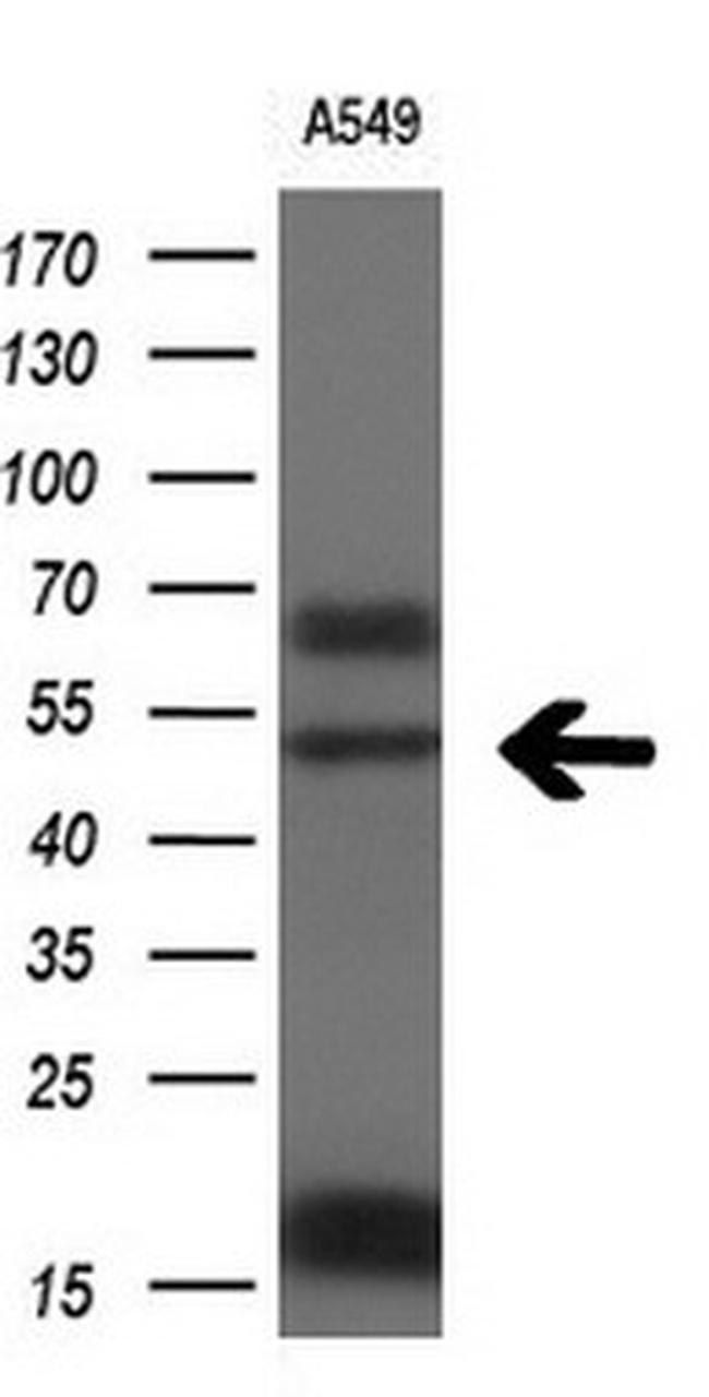 FOXA2 Antibody in Western Blot (WB)