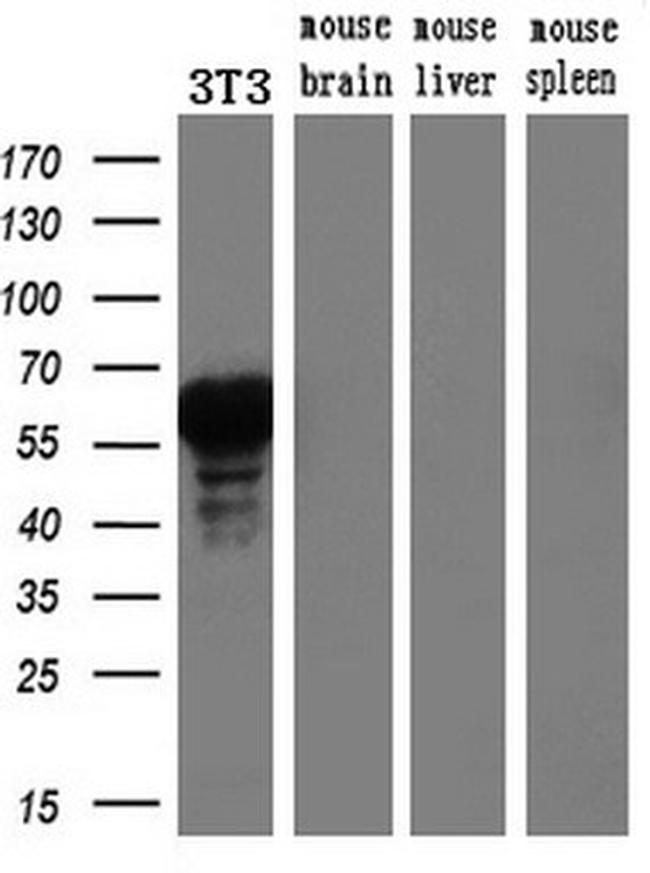 FOXA2 Antibody in Western Blot (WB)