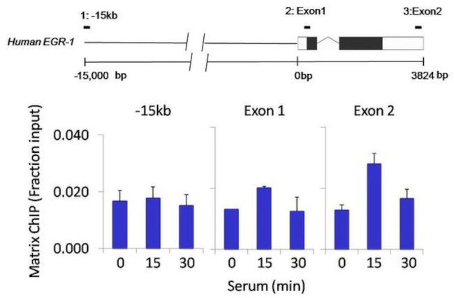 FOXA3 Antibody in ChIP Assay (ChIP)