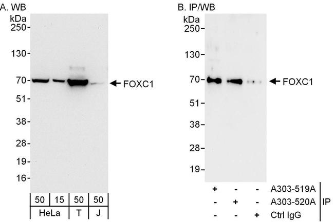 FOXC1 Antibody in Western Blot (WB)