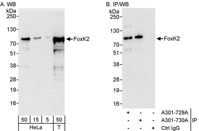 FOXK2 Antibody in Western Blot (WB)