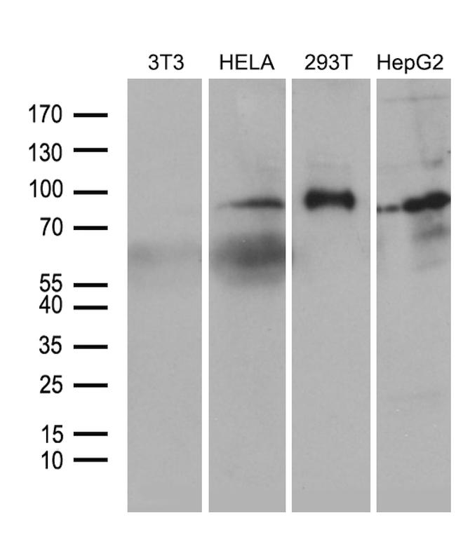 FOXO1 Antibody in Western Blot (WB)