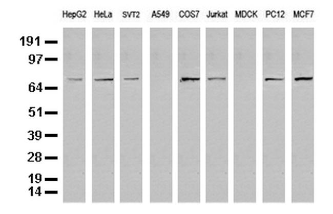 FOXP1 Antibody in Western Blot (WB)