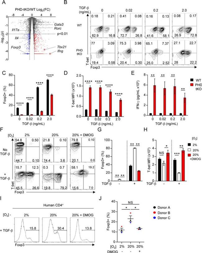 T-bet Antibody in Flow Cytometry (Flow)