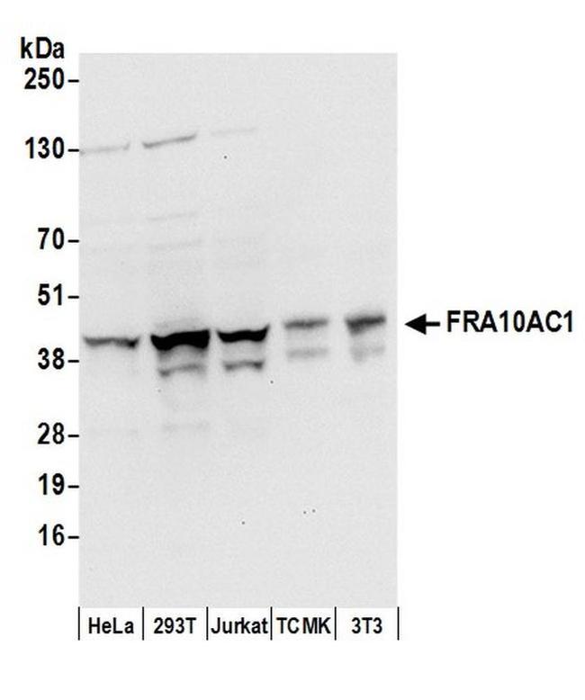 FRA10AC1 Antibody in Western Blot (WB)