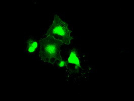 FRK Antibody in Immunocytochemistry (ICC/IF)