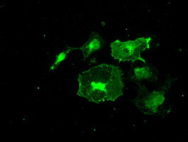 FRK Antibody in Immunocytochemistry (ICC/IF)