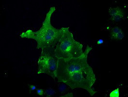 FRK Antibody in Immunocytochemistry (ICC/IF)