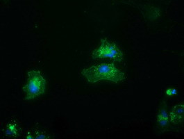 FRK Antibody in Immunocytochemistry (ICC/IF)