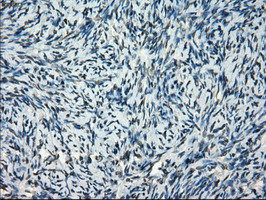 FRK Antibody in Immunohistochemistry (Paraffin) (IHC (P))