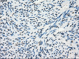 FRK Antibody in Immunohistochemistry (Paraffin) (IHC (P))