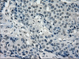 FRK Antibody in Immunohistochemistry (Paraffin) (IHC (P))