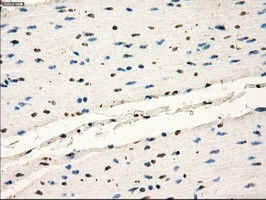 FRK Antibody in Immunohistochemistry (Paraffin) (IHC (P))