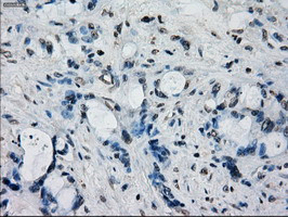 FRK Antibody in Immunohistochemistry (Paraffin) (IHC (P))