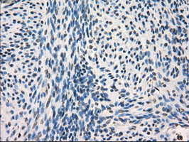 FRK Antibody in Immunohistochemistry (Paraffin) (IHC (P))