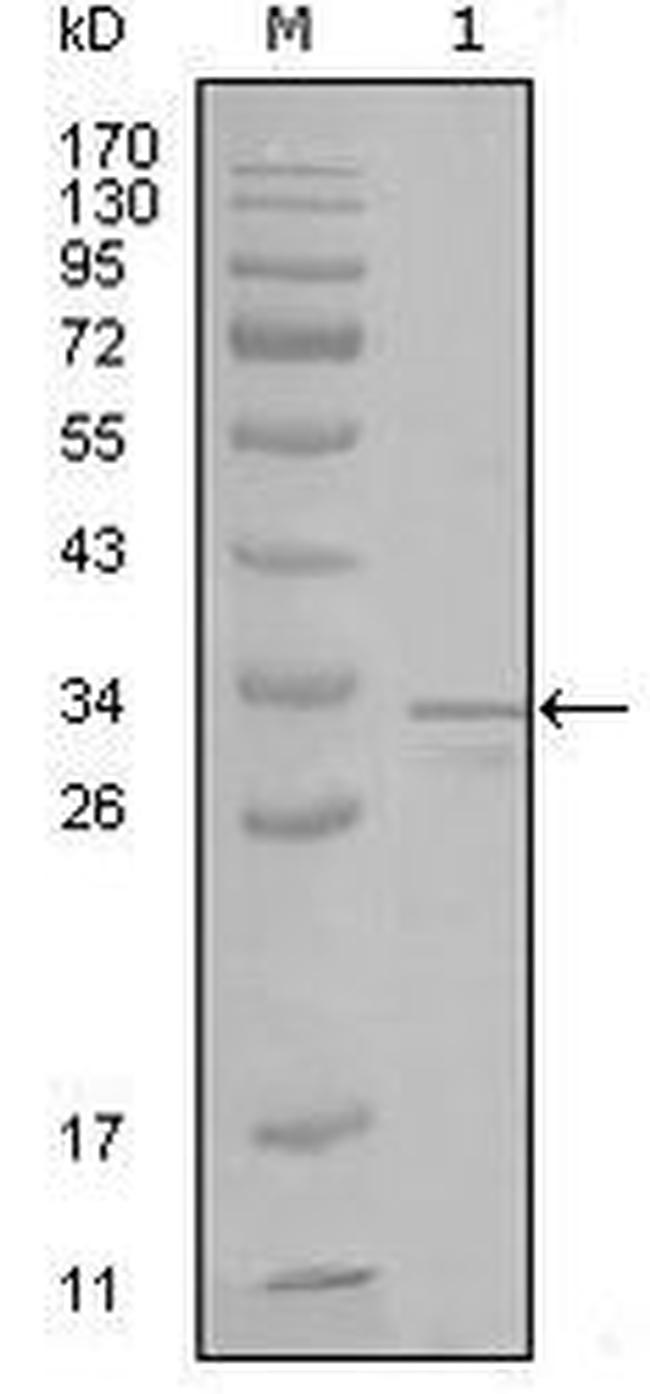 FRK Antibody in Western Blot (WB)