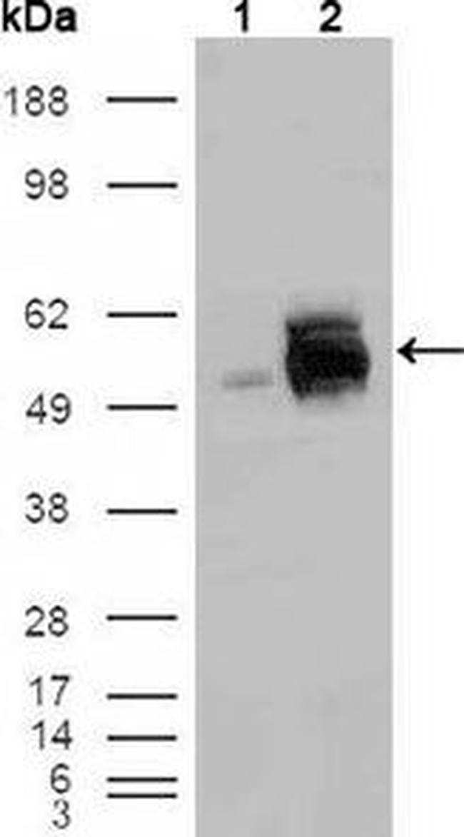 FRK Antibody in Western Blot (WB)