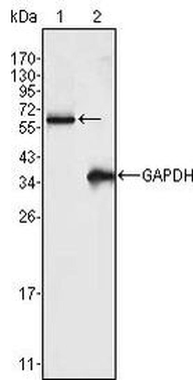 FRK Antibody in Western Blot (WB)