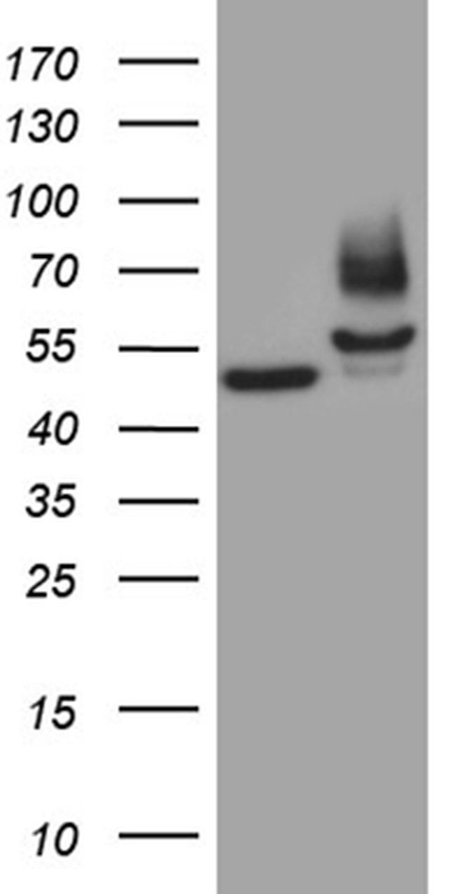 FSCN1 Antibody in Western Blot (WB)