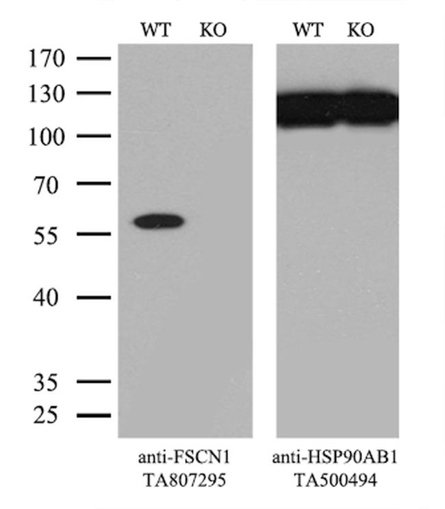 FSCN1 Antibody in Western Blot (WB)