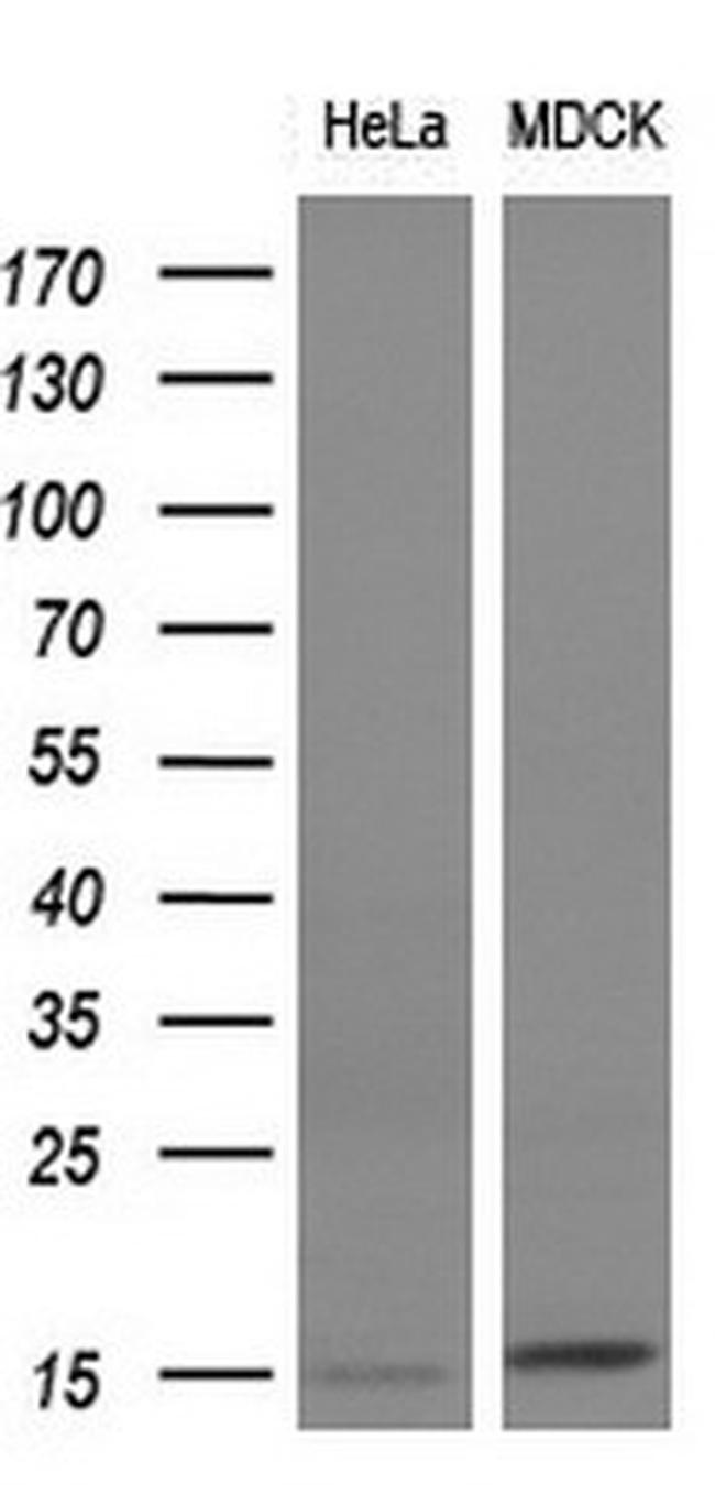 FSHB Antibody in Western Blot (WB)