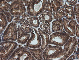 FTCD Antibody in Immunohistochemistry (Paraffin) (IHC (P))