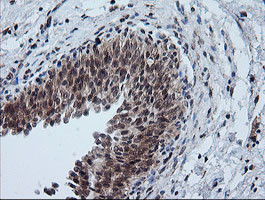 FTCD Antibody in Immunohistochemistry (Paraffin) (IHC (P))