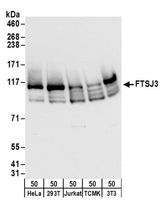 FTSJ3 Antibody in Western Blot (WB)