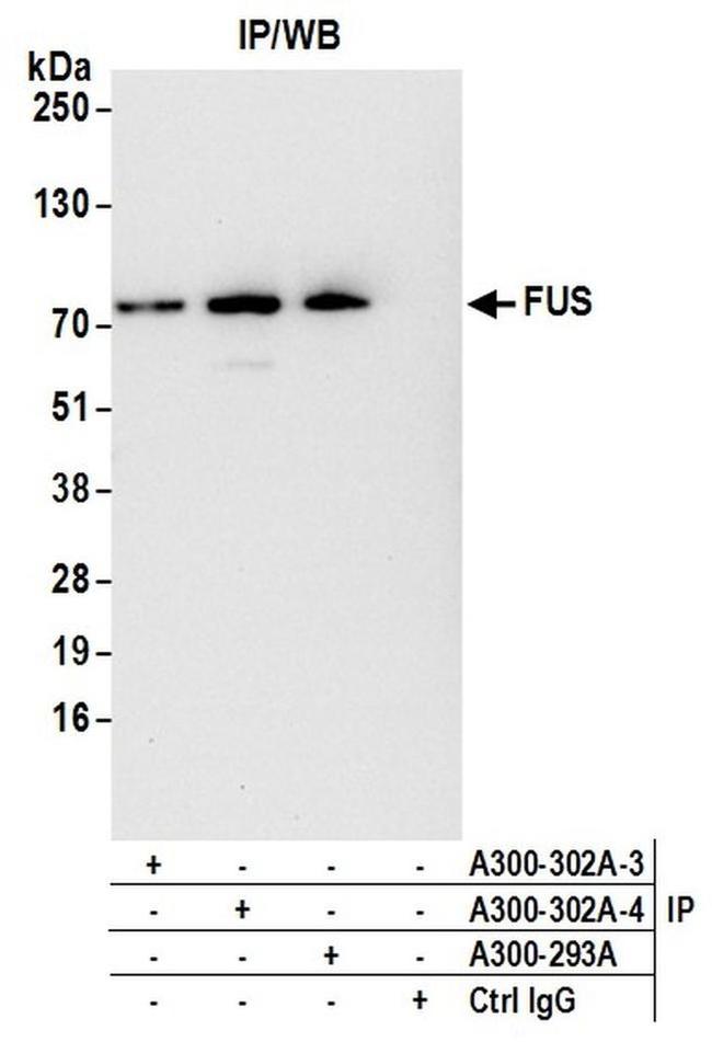 FUS Antibody in Western Blot (WB)