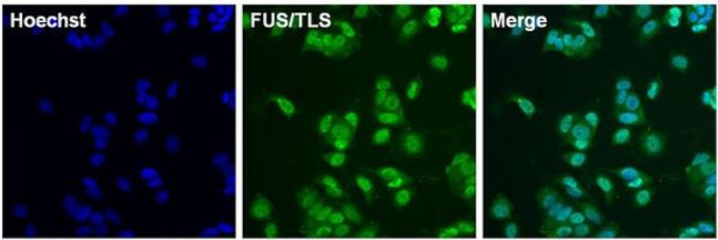 FUS Antibody in Immunocytochemistry (ICC/IF)