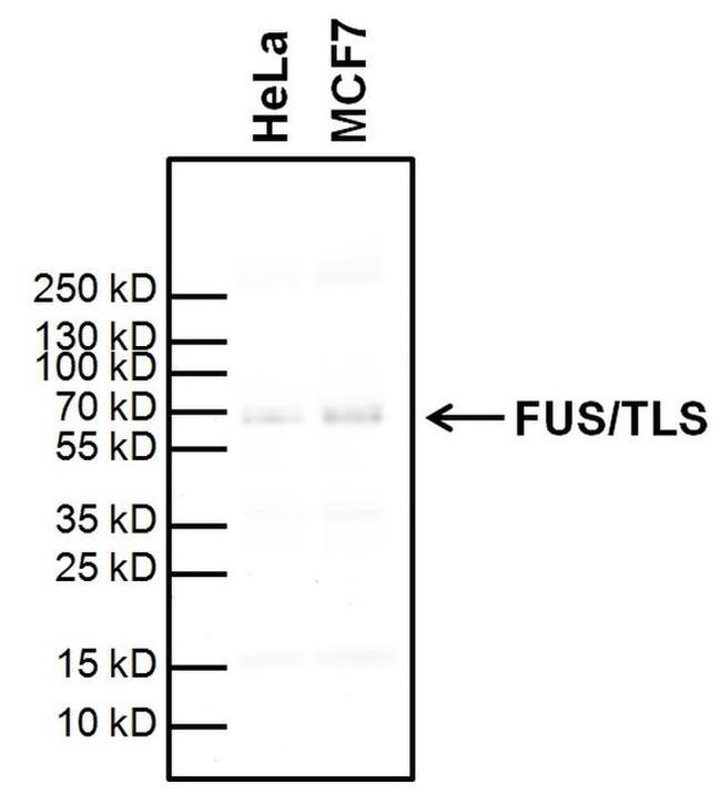 FUS Antibody in Western Blot (WB)