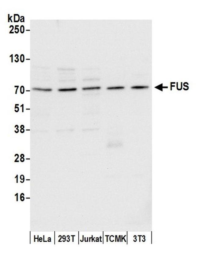 FUS Antibody in Western Blot (WB)