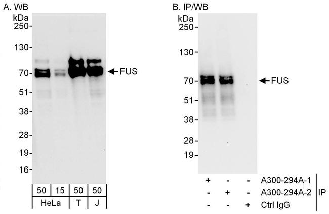 FUS Antibody in Western Blot (WB)