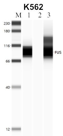 FUS Antibody in Immunoprecipitation (IP)