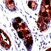Blood Group Lewis A Antibody in Immunohistochemistry (Paraffin) (IHC (P))