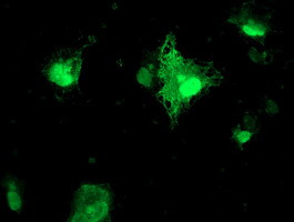 FXN Antibody in Immunocytochemistry (ICC/IF)