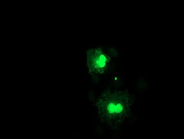 FXN Antibody in Immunocytochemistry (ICC/IF)