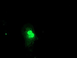 FXN Antibody in Immunocytochemistry (ICC/IF)