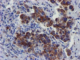 FXN Antibody in Immunohistochemistry (Paraffin) (IHC (P))