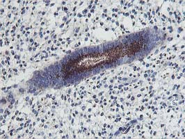 FXN Antibody in Immunohistochemistry (Paraffin) (IHC (P))