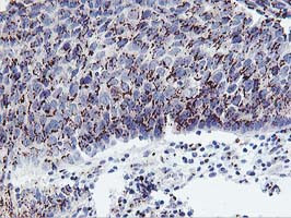 FXN Antibody in Immunohistochemistry (Paraffin) (IHC (P))