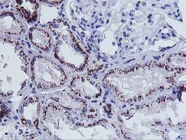 FXN Antibody in Immunohistochemistry (Paraffin) (IHC (P))